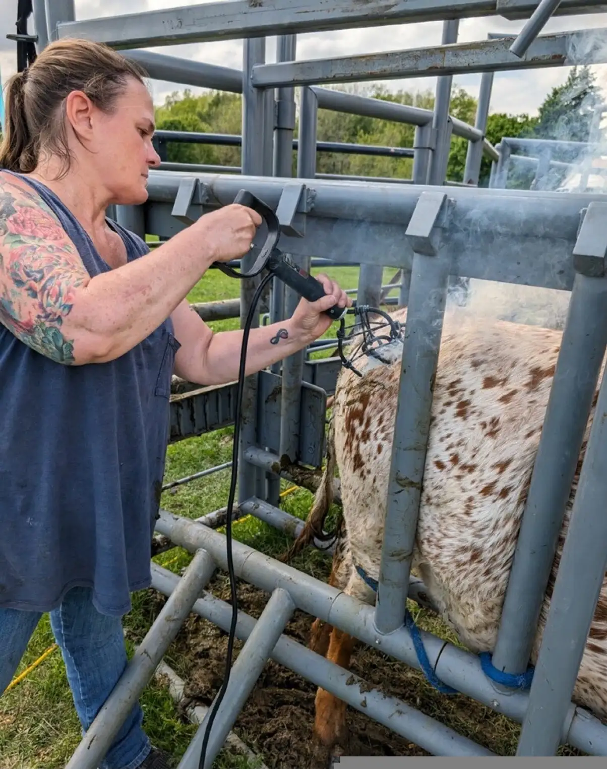 Life on the Farm at Fun-EE Farm Longhorns