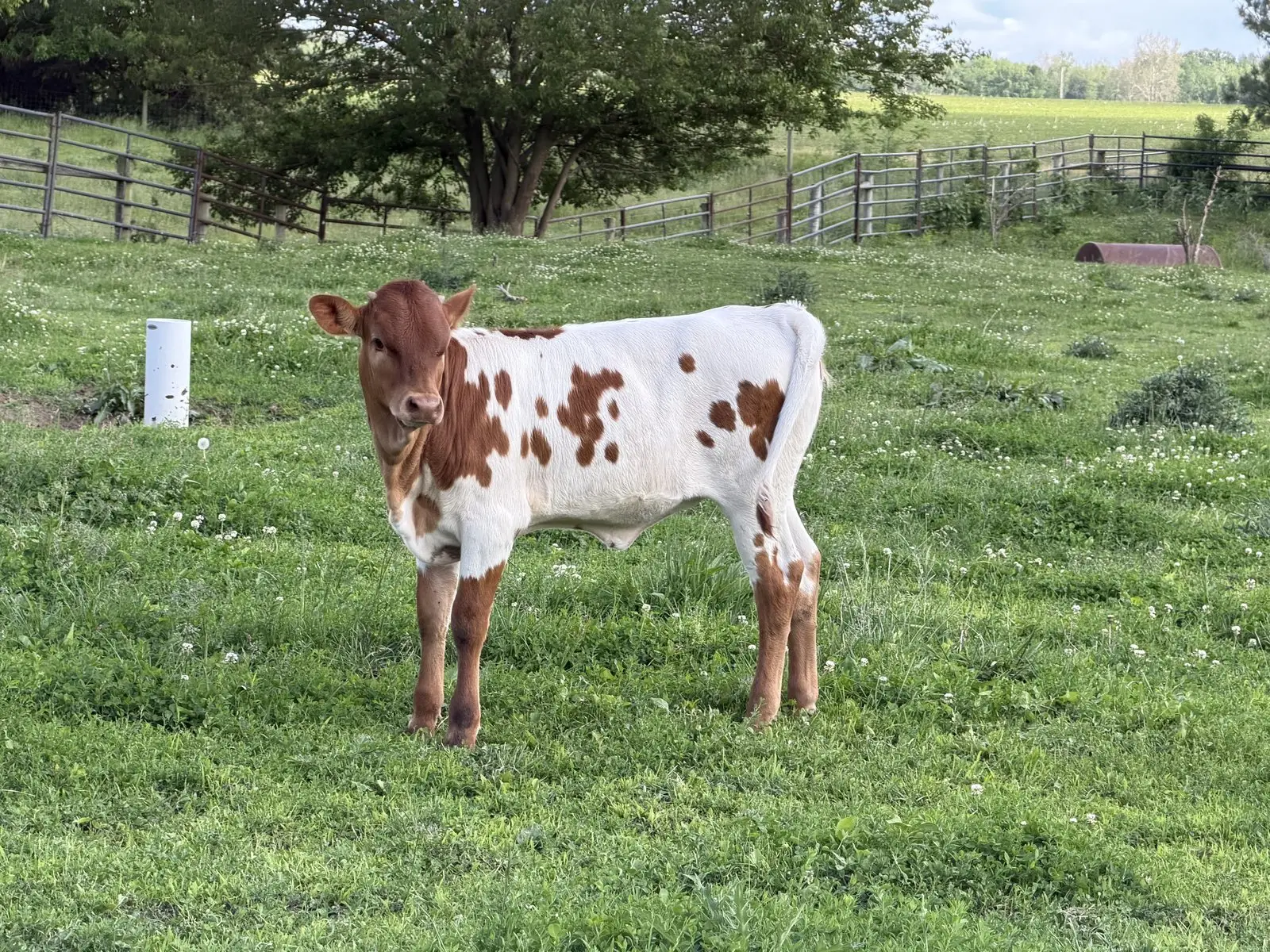 FF Jest A Grand Maeve, a red-and-white Texas Longhorn heifer calf at Fun-EE Farm