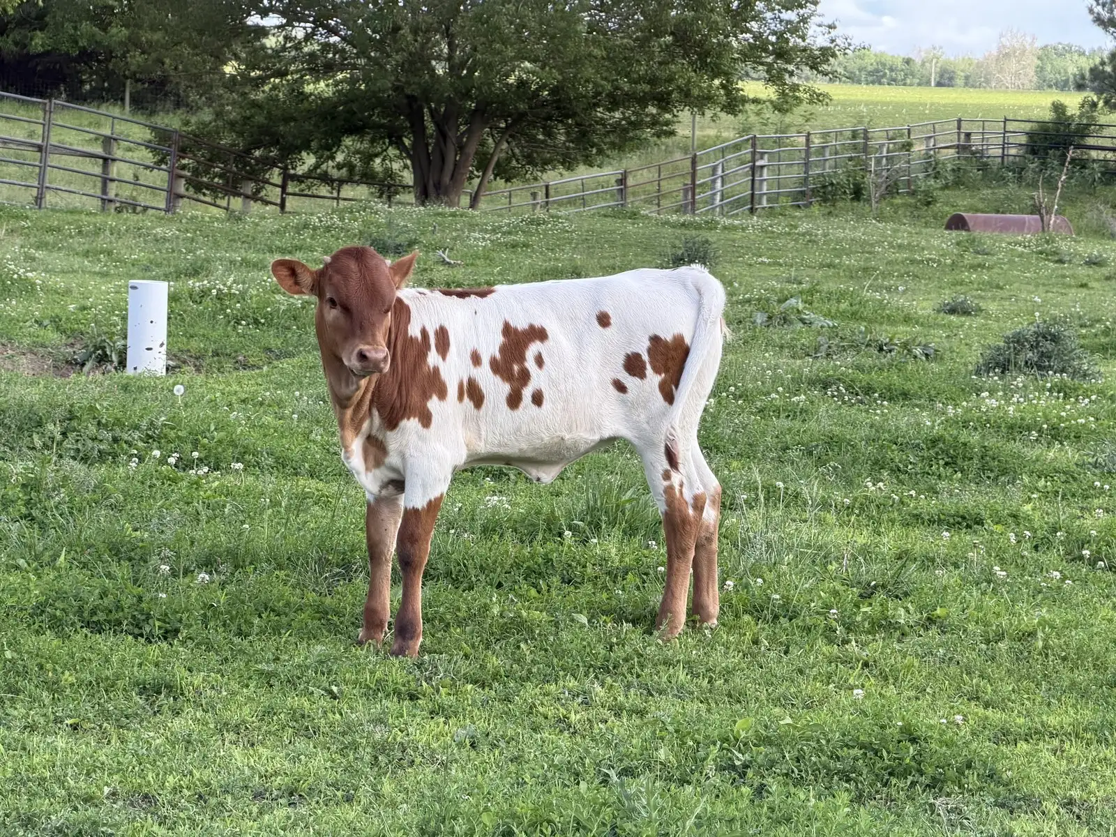 FF Jest A Grand Maeve, a red-and-white Texas Longhorn heifer calf at Fun-EE Farm