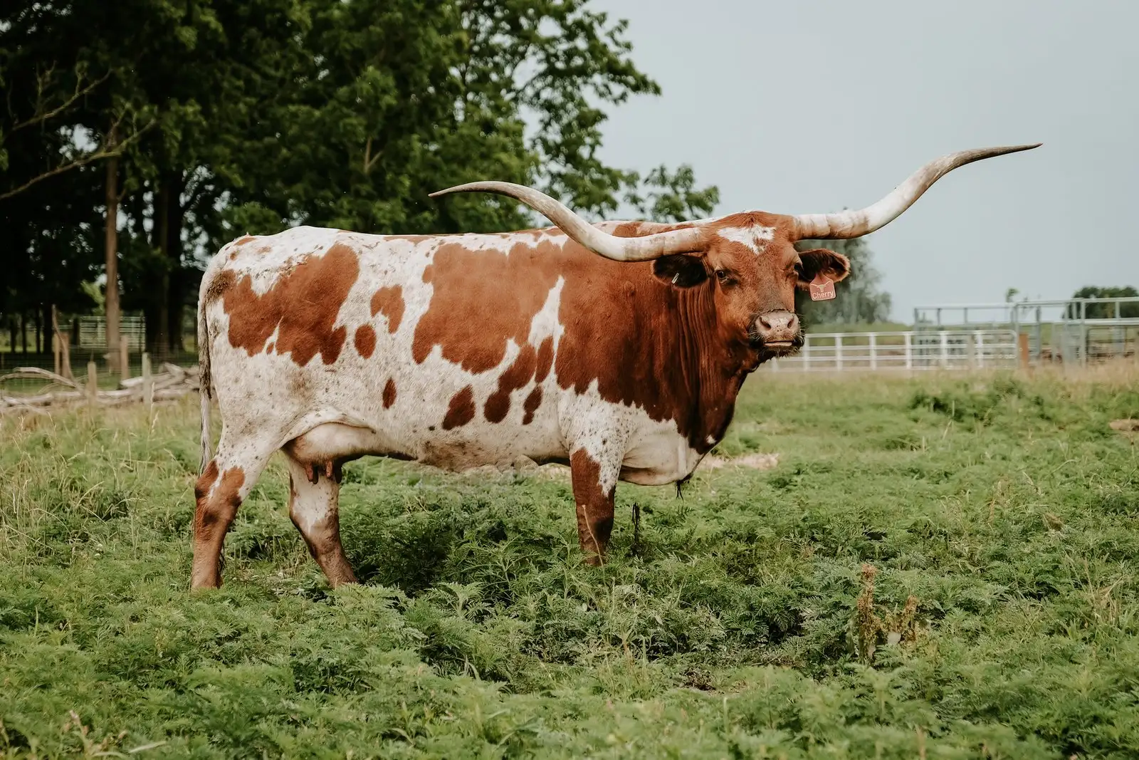 OHL Cherry's Gun, a red-and-white Texas Longhorn cow at Fun-EE Farm