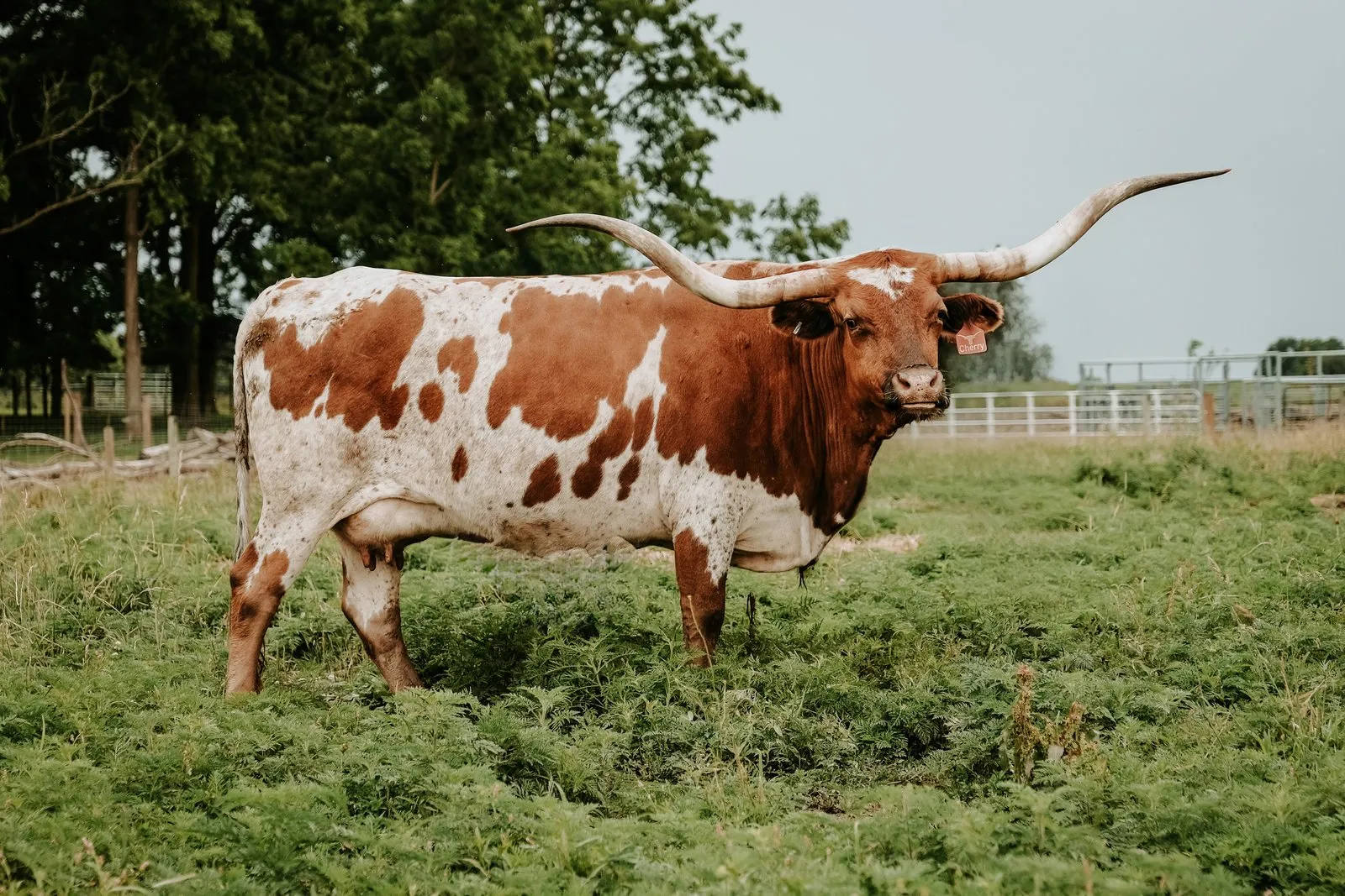 OHL Cherry's Gun, a red-and-white Texas Longhorn cow at Fun-EE Farm