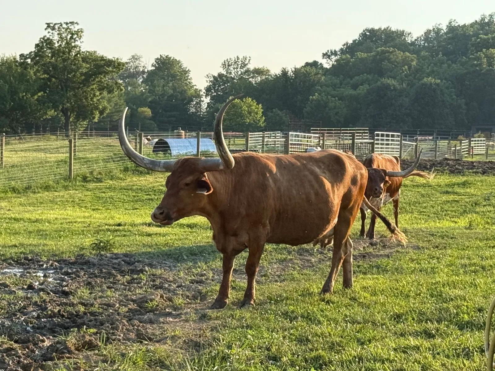 Hagens Brenda, a red Texas Longhorn cow with white-spotted hips at Fun-EE Farm