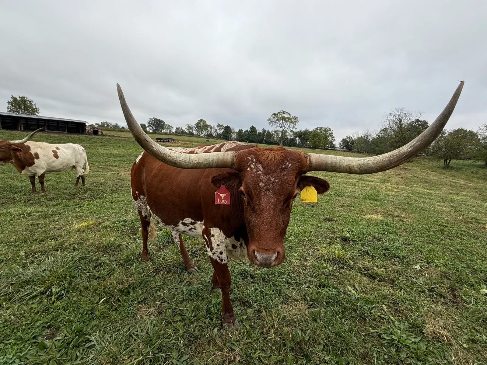 RazzleDazzle Hot Lucille (Lucy), a brown-and-white Texas Longhorn cow at Fun-EE Farm