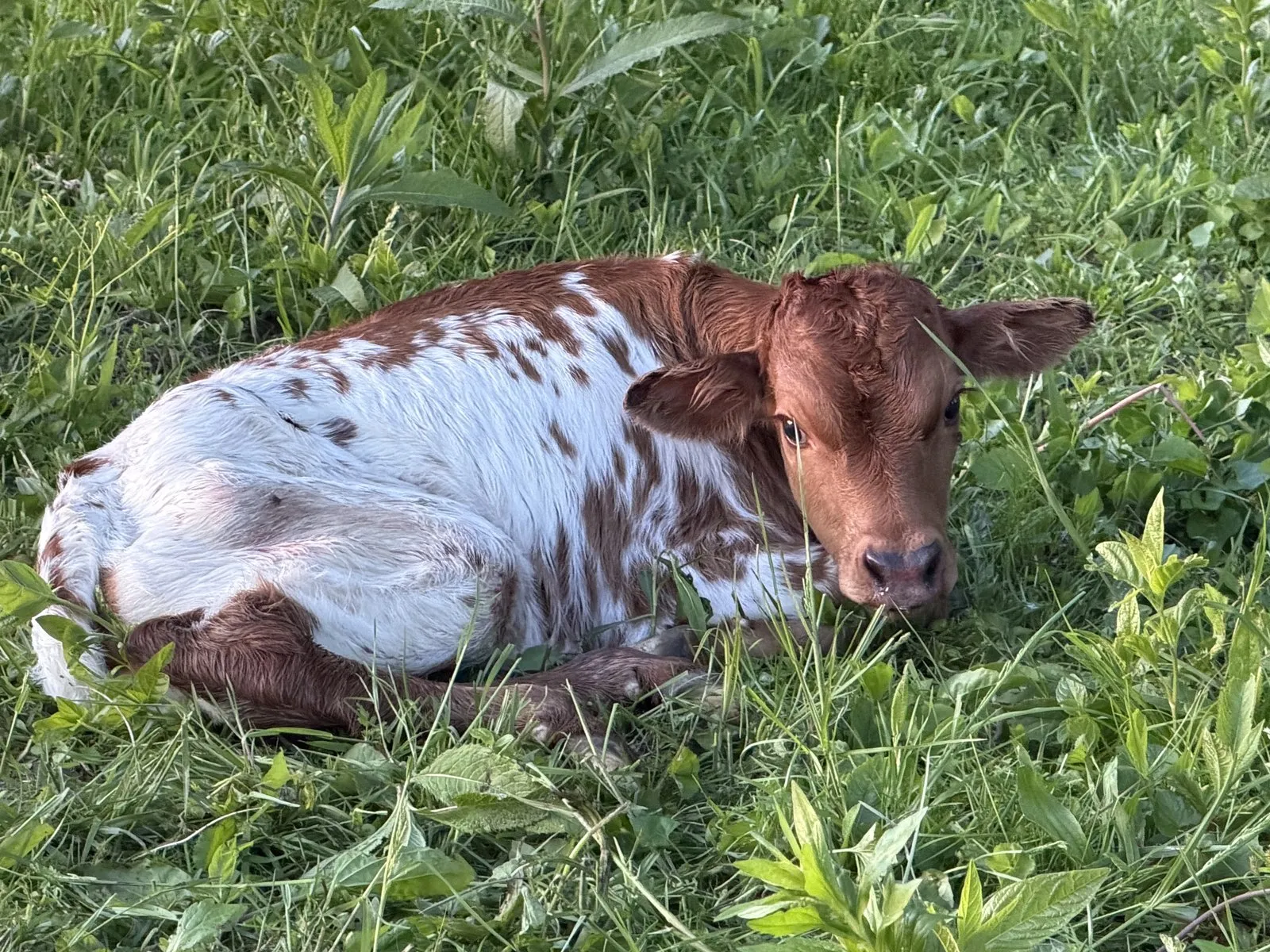 Cherry's 2026 bull calf, a red-and-white Texas Longhorn calf at Fun-EE Farm