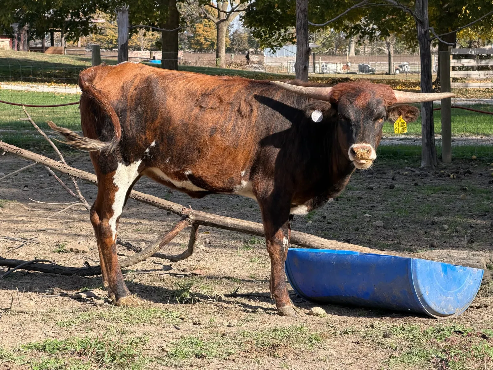 Sticky Stone, a brindle Texas Longhorn heifer with white patches, facing the camera at Fun-EE Farm