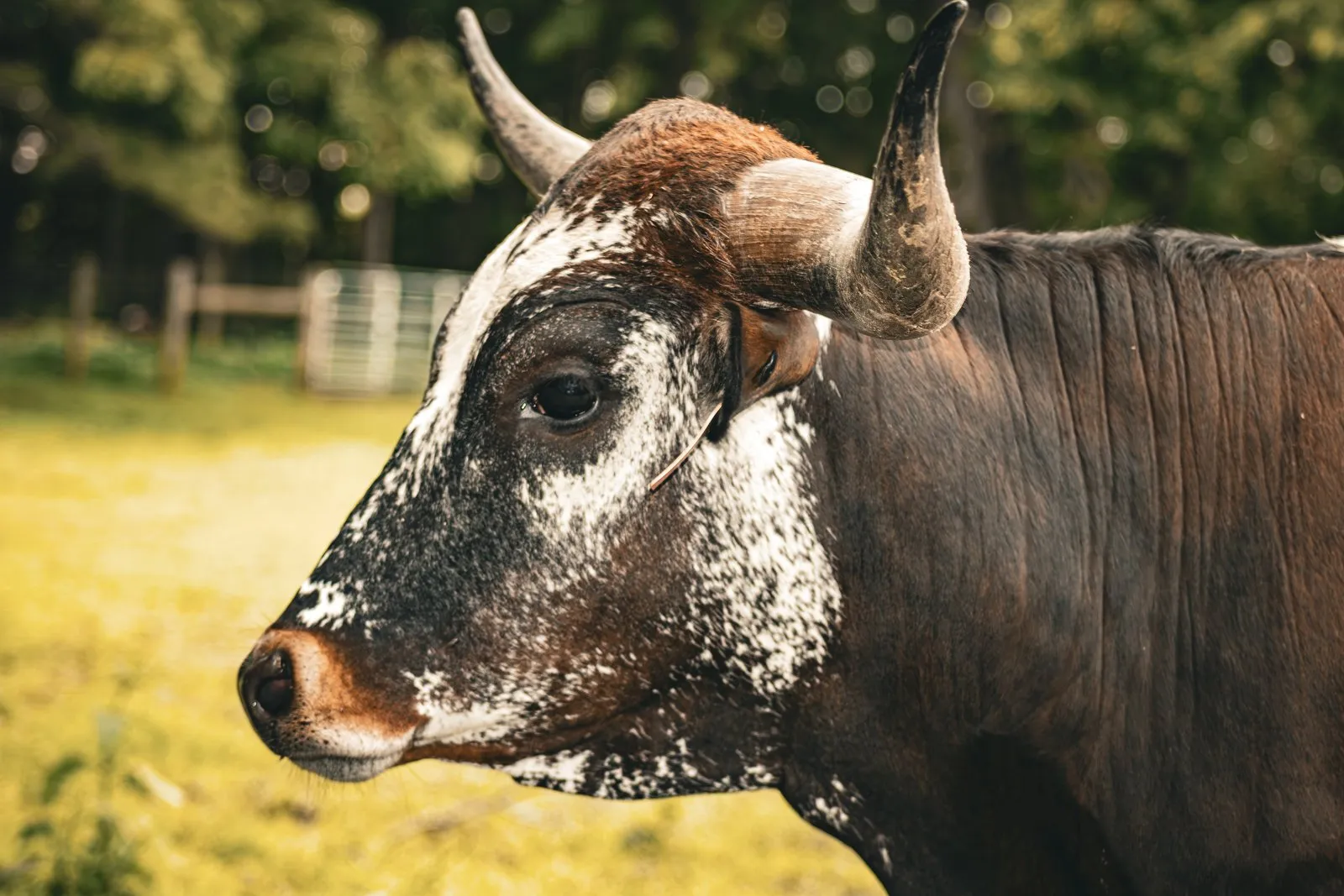 FF Stella's Grand Surprise, a red-and-white Texas Longhorn heifer at Fun-EE Farm