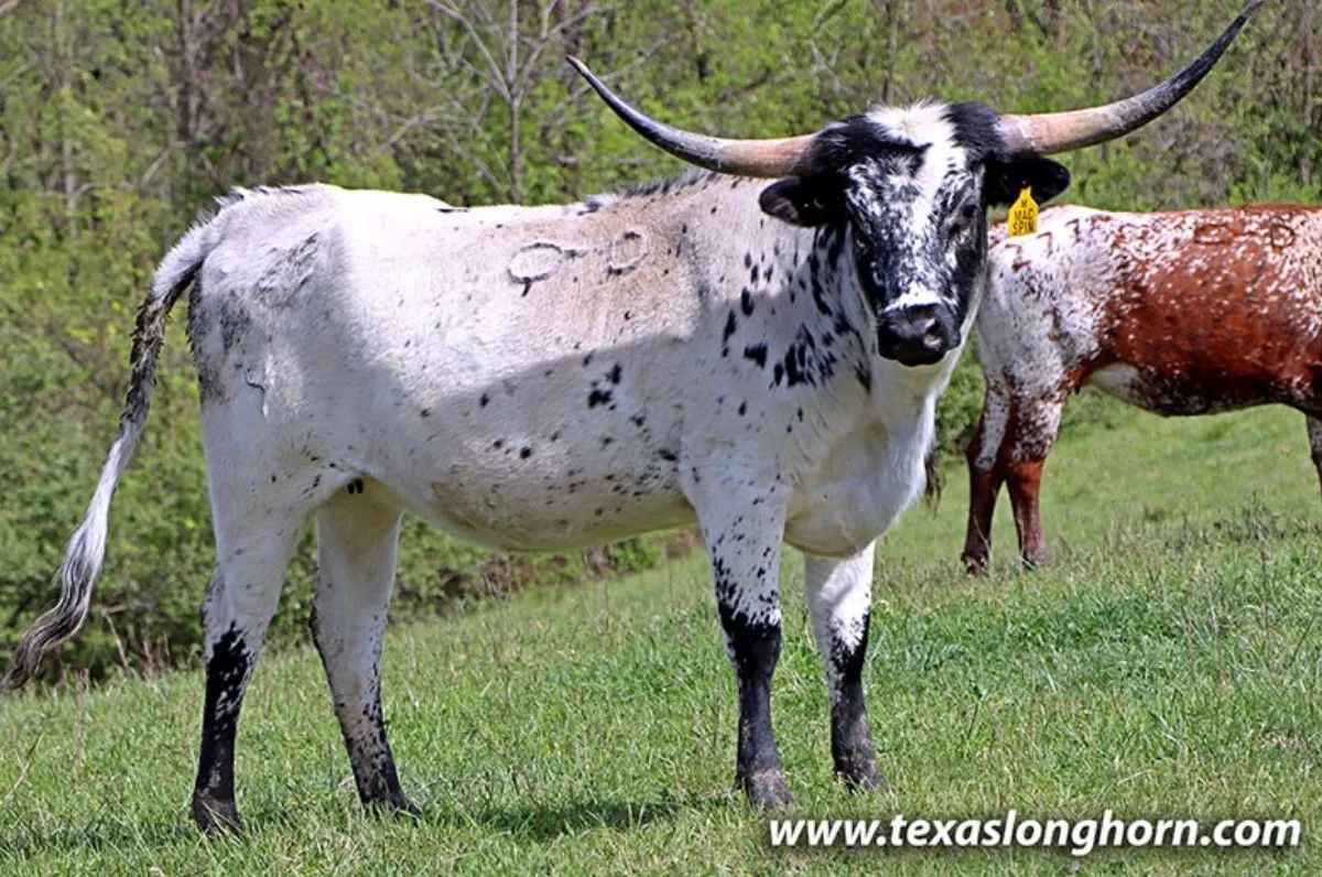 Mac Spin, a white Texas Longhorn cow with black speckling, a black head, and black legs, at Dickinson Cattle Company