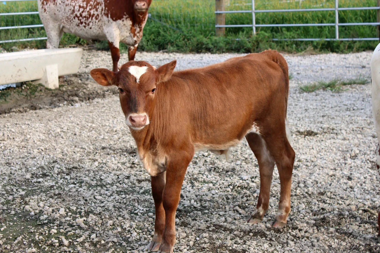 Brews Legacy's 2026 bull calf, a red Texas Longhorn calf with a white patch on his forehead