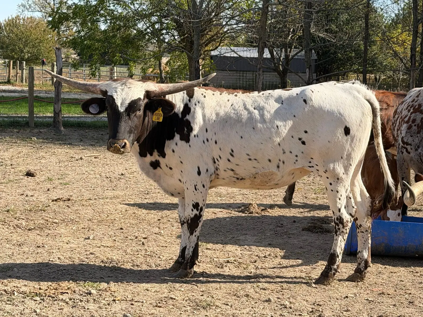 Hooray Line, a white Texas Longhorn heifer with a dark head and dark speckling, standing in the lot at Fun-EE Farm