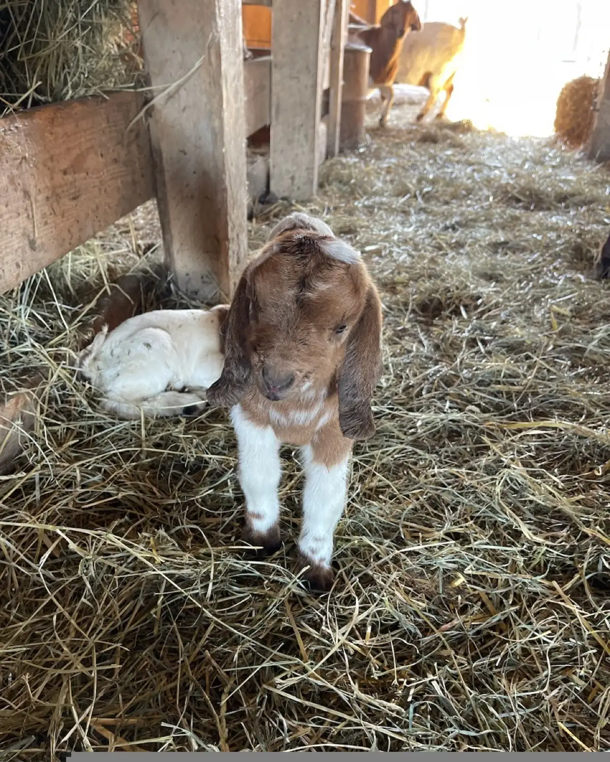 The Goats at Fun-EE Farm Longhorns