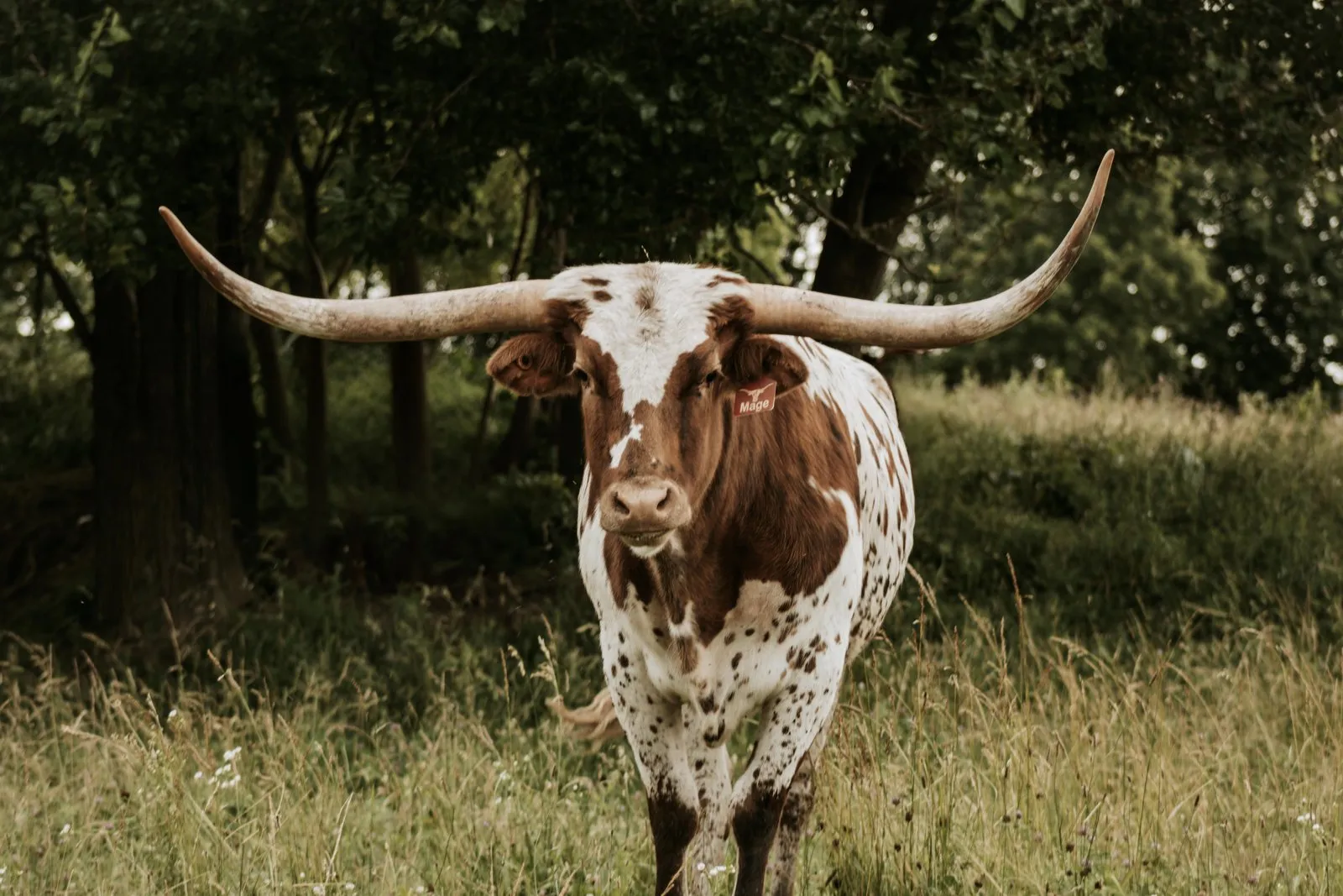 AA Mage, a red-and-white Texas Longhorn cow at Fun-EE Farm