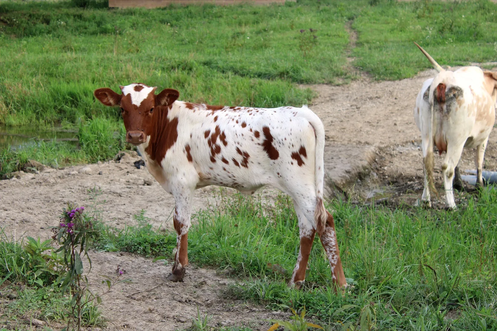 Tonya's 2026 heifer calf, a white Texas Longhorn calf with red spots, at Fun-EE Farm