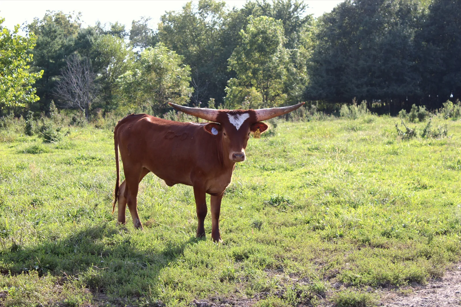 Loaded Mag, a red Texas Longhorn heifer with a white star, standing in the pasture at Fun-EE Farm
