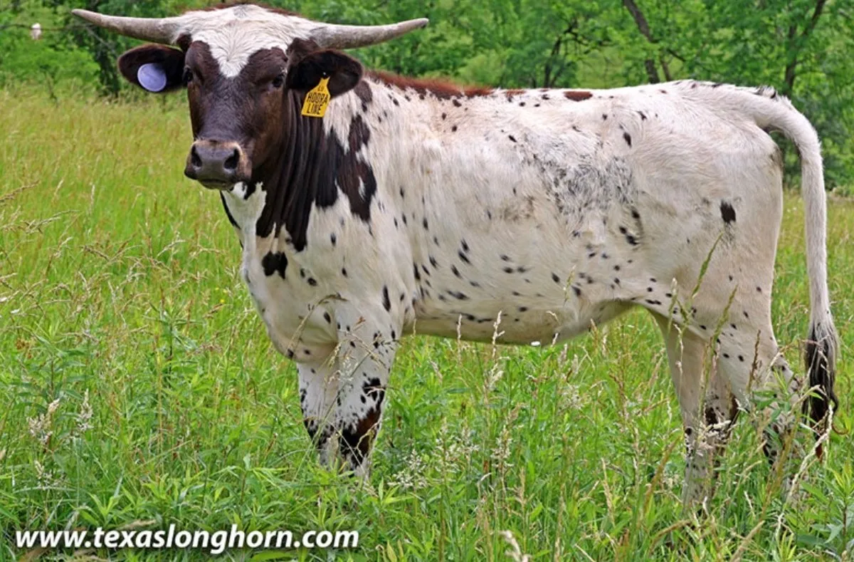 Hooray Line, a white Texas Longhorn heifer with a dark head and dark speckling, standing in tall grass at Dickinson Cattle Company