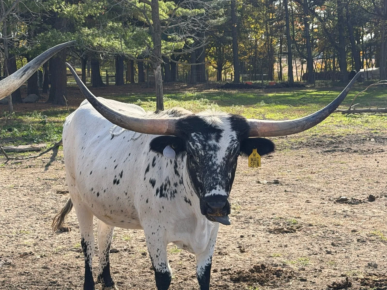Mac Spin, a white Texas Longhorn cow with black speckling and a frosted black face, facing the camera at Fun-EE Farm