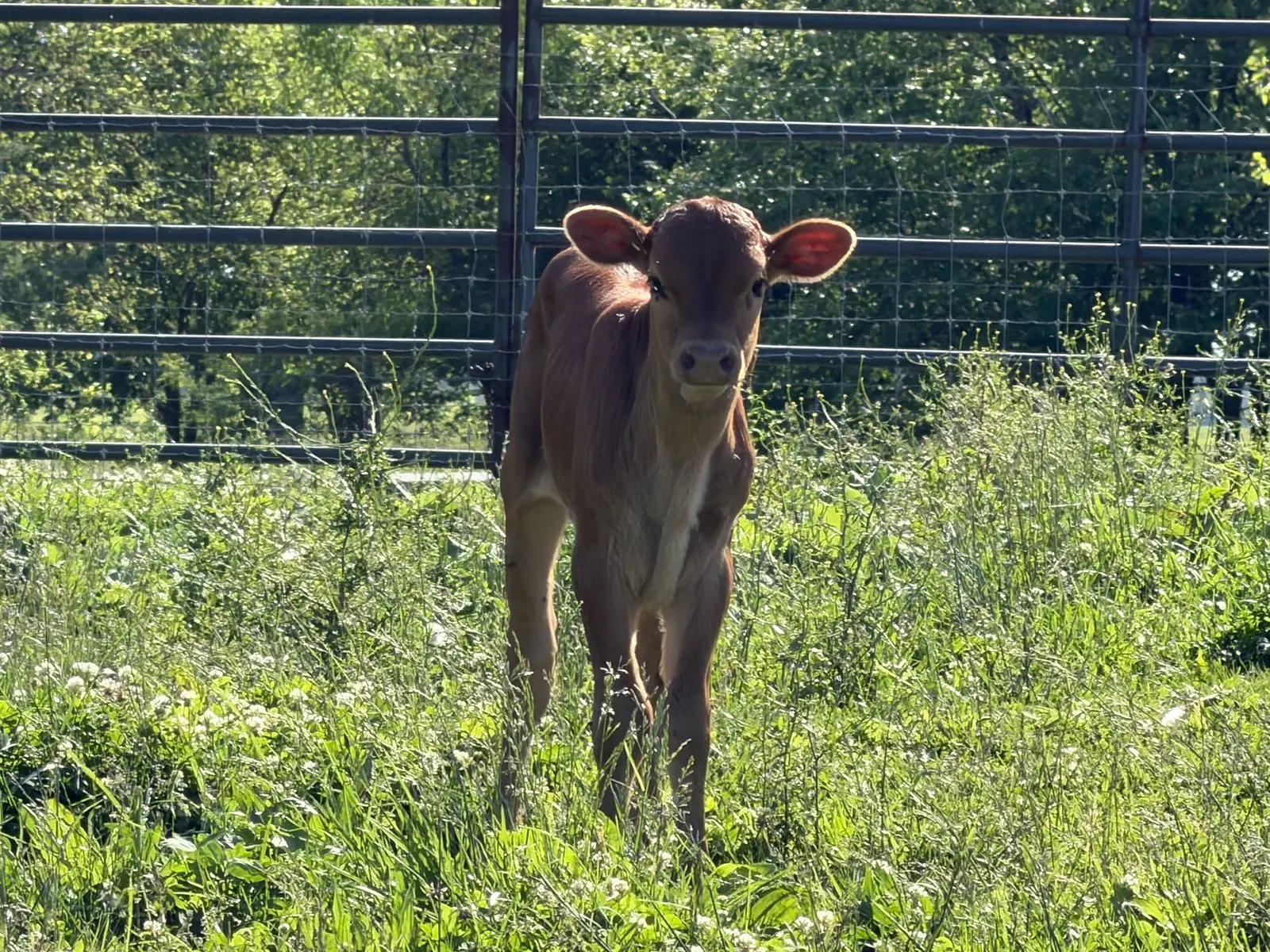 Leah's 2026 heifer calf, a red Texas Longhorn calf at Fun-EE Farm