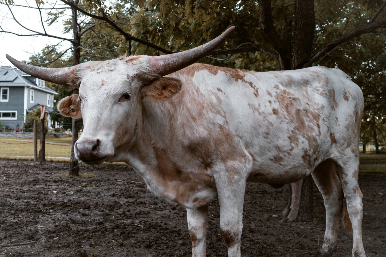 BB Goldminer's Daughter (Sissy), a tan-and-white Texas Longhorn heifer at Fun-EE Farm