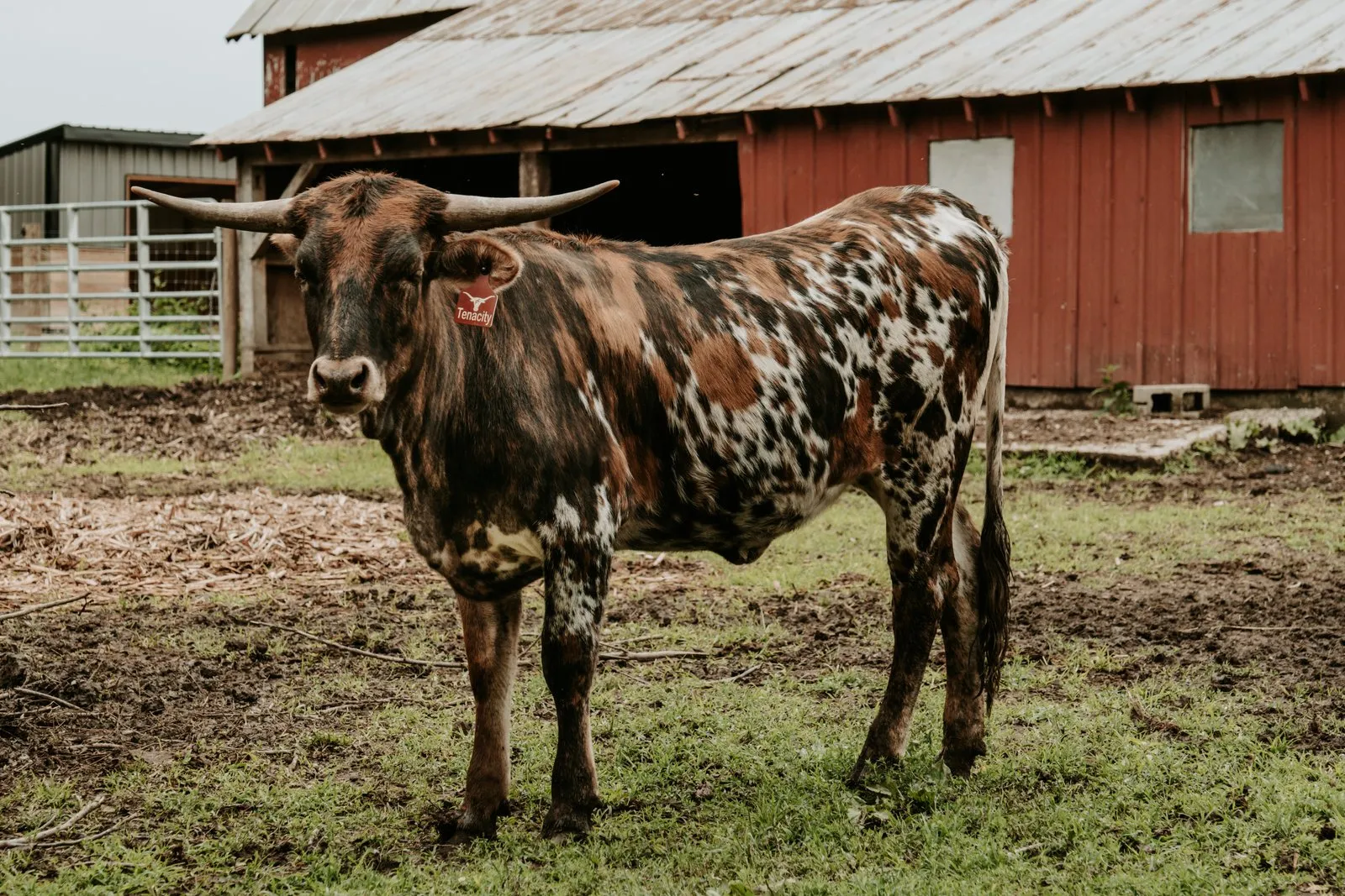 TT Super Tuff Tenacity, a tri-colored Texas Longhorn heifer calf at Fun-EE Farm
