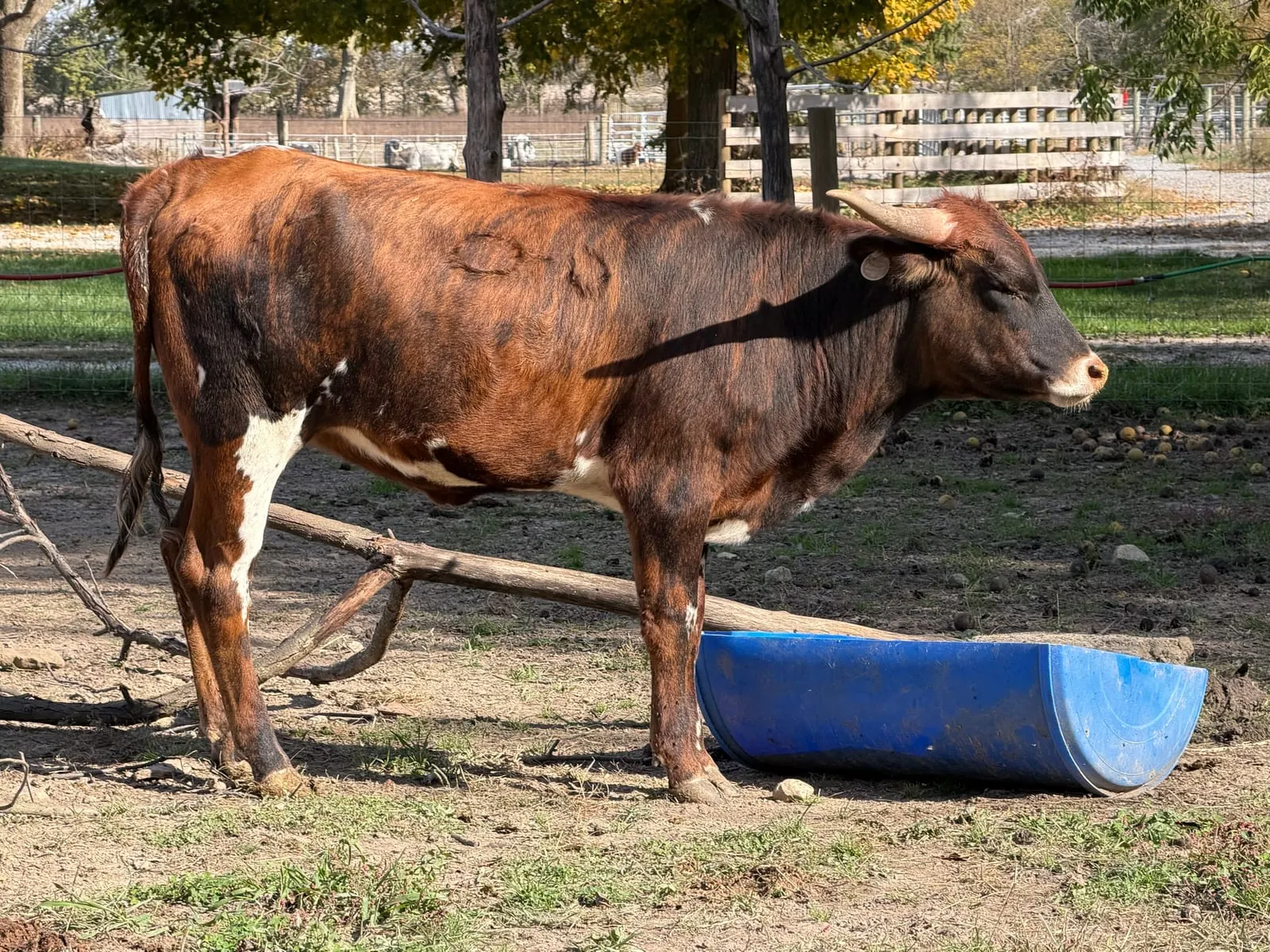 Sticky Stone in profile, showing her brindle coat and white patches, at Fun-EE Farm