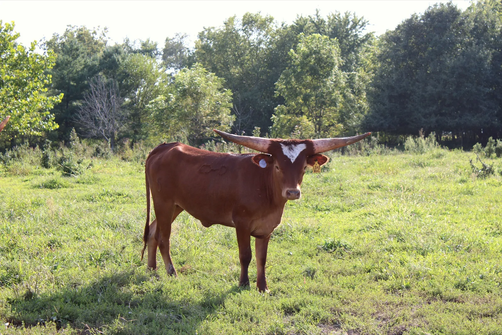 Loaded Mag showing her wide, symmetrical horn set in the pasture at Fun-EE Farm