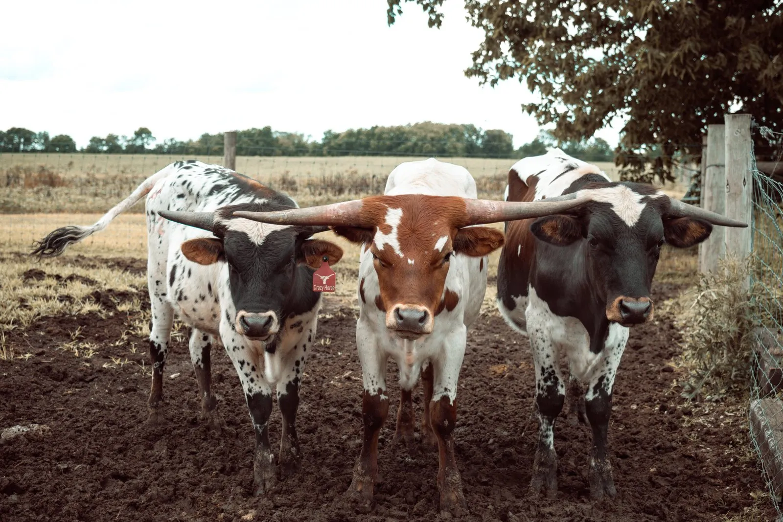 Texas Longhorn bull calves at Fun-EE Farm Longhorns