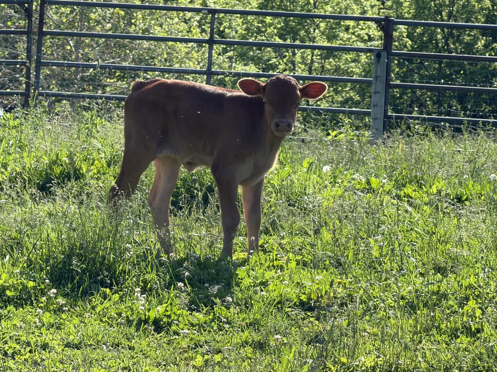 Leah's 2026 heifer calf in the pasture at Fun-EE Farm
