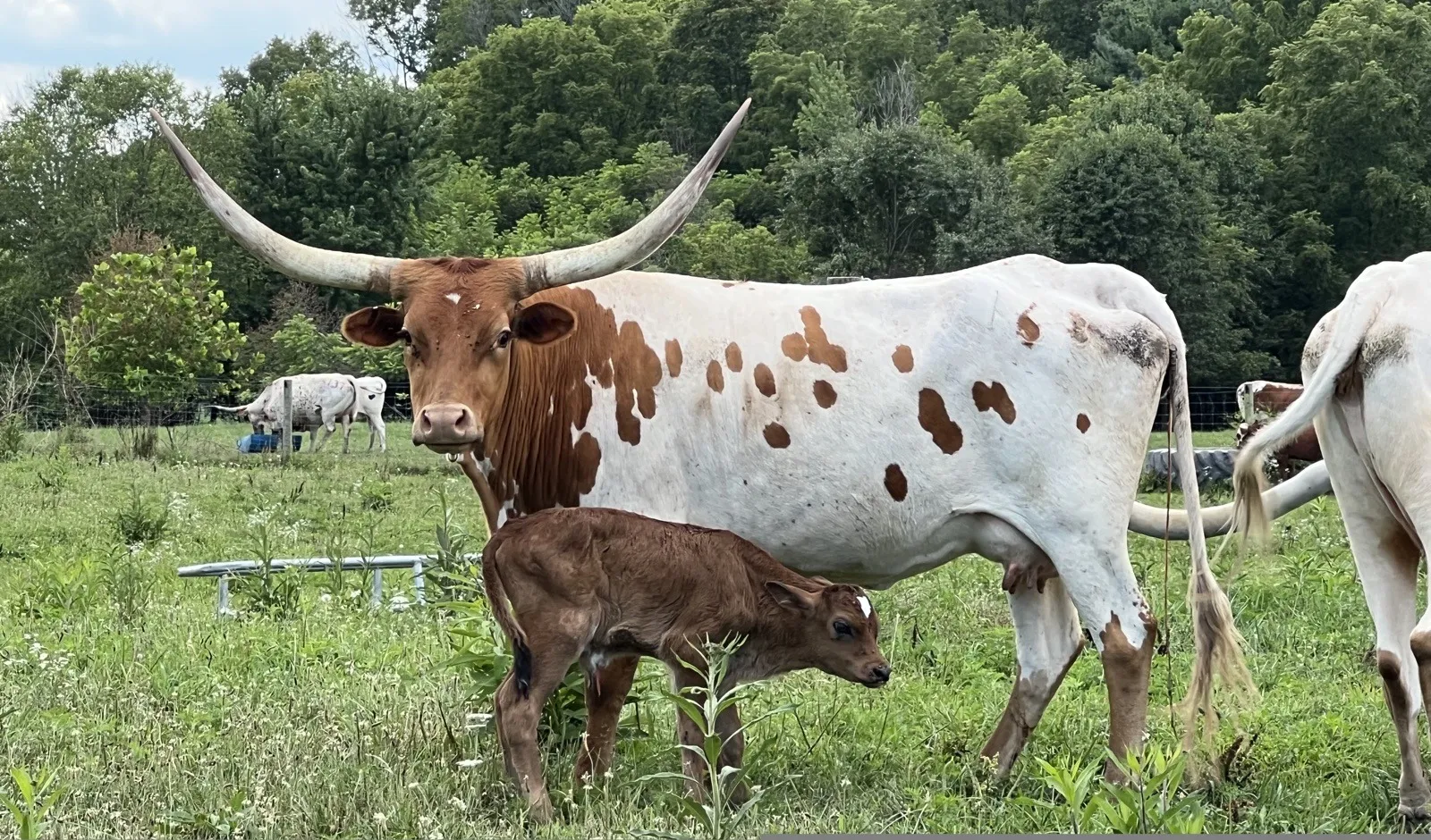 OHL Dot Two, light brown-and-white Texas Longhorn cow