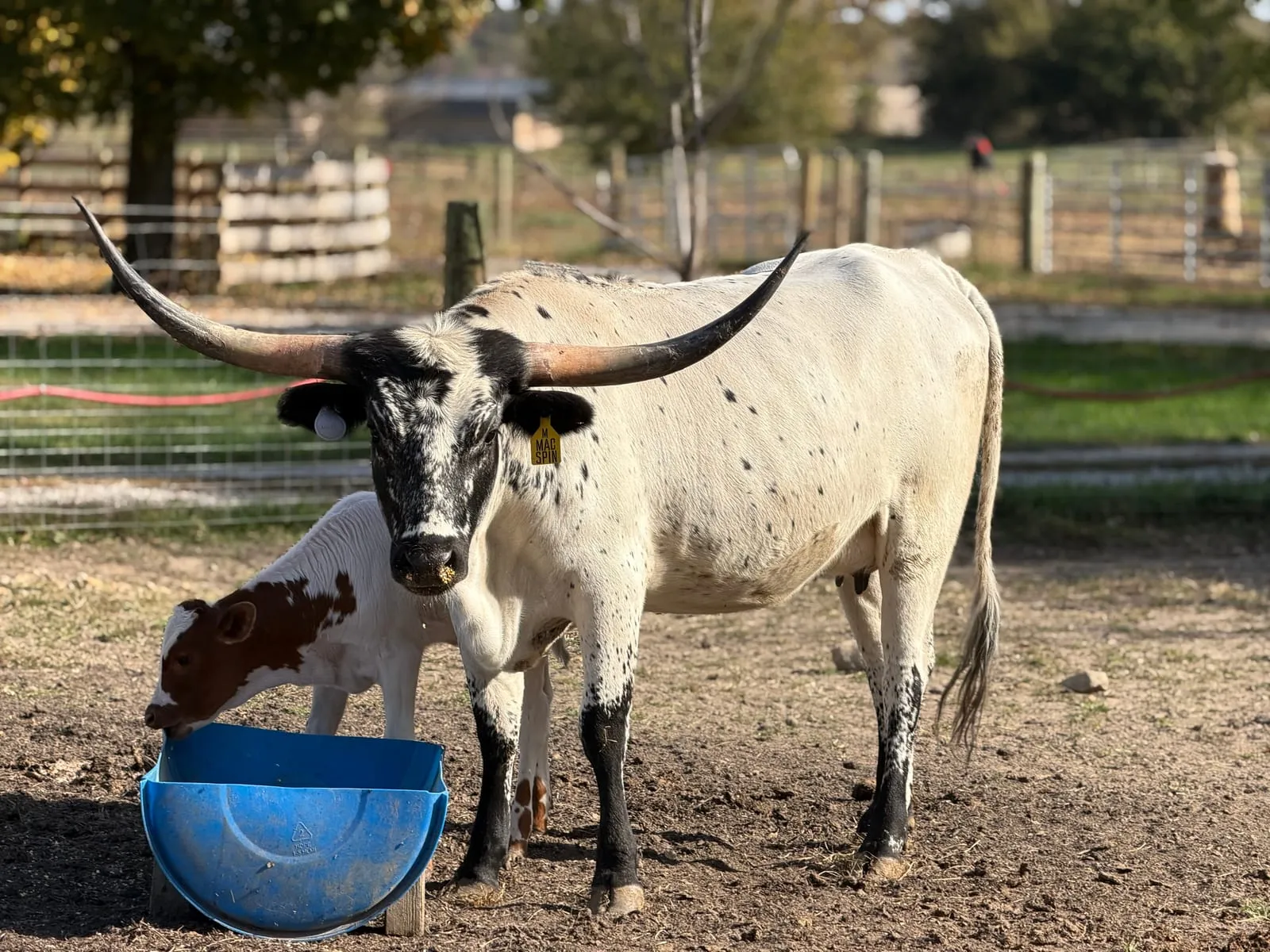 Chief at the feed tub beside his dam, Mac Spin, at Fun-EE Farm