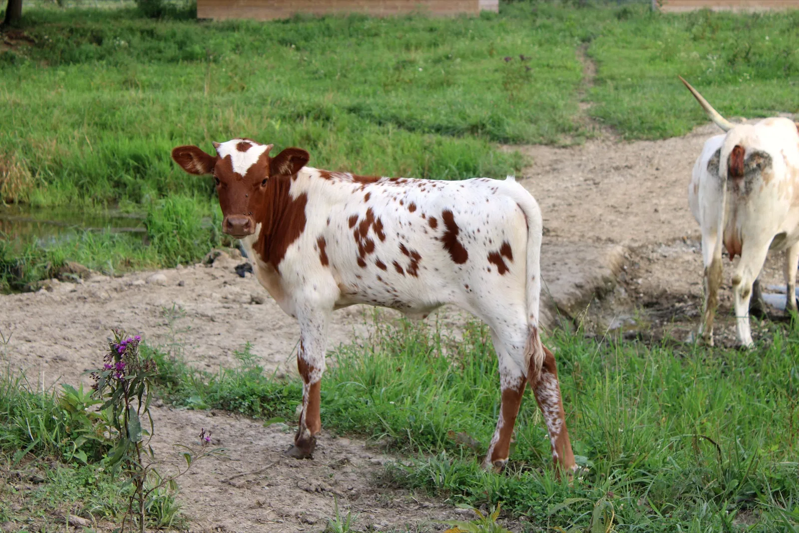 Tonya's 2026 heifer calf standing by the water crossing at Fun-EE Farm