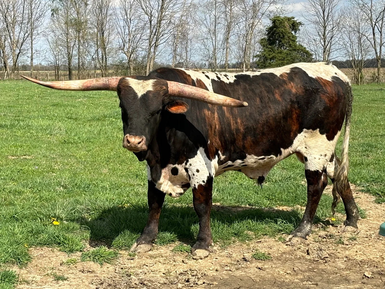LK Rodeo Tuff Chex, brindle-and-white Texas Longhorn bull