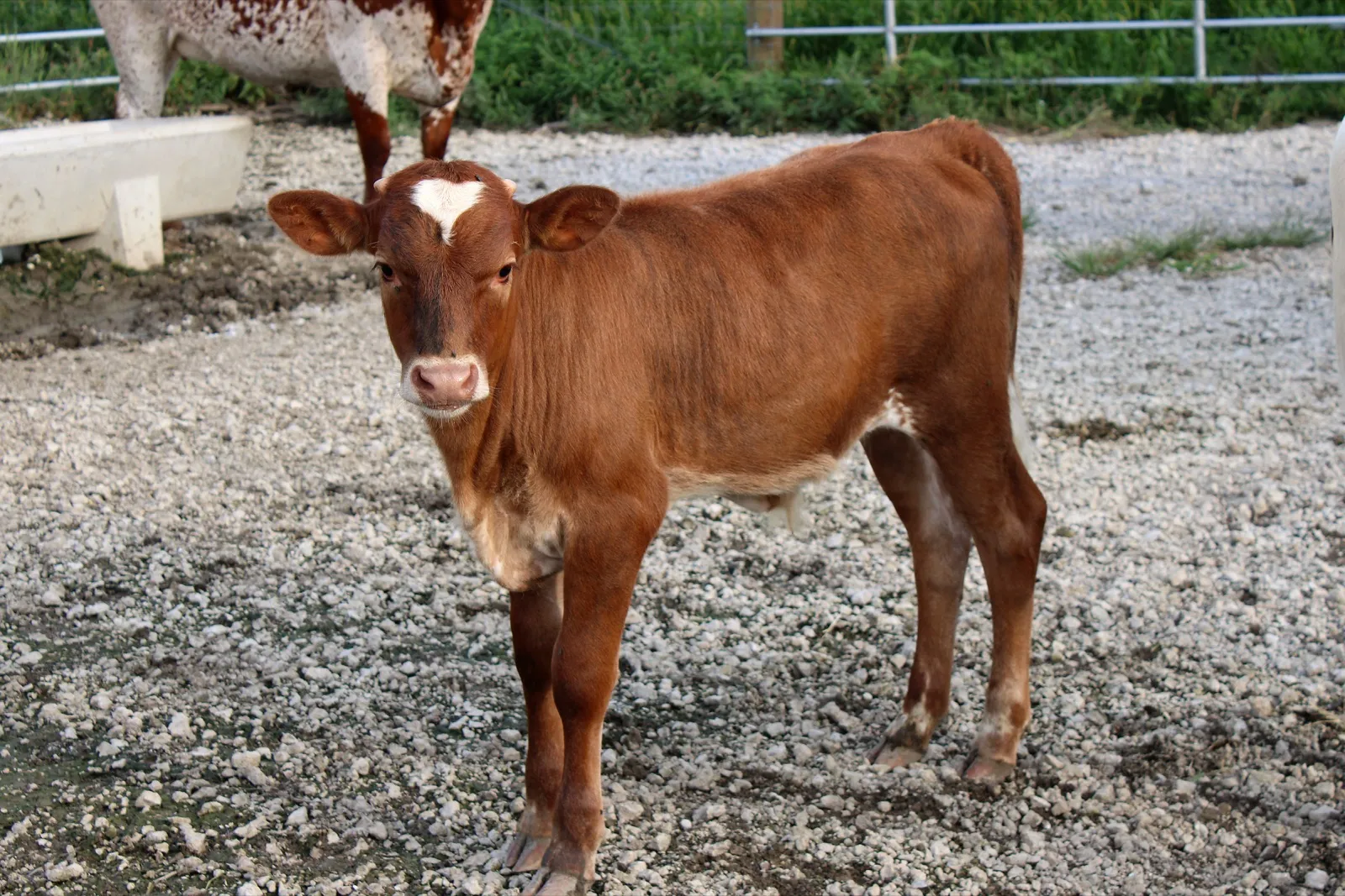 Brews Legacy's 2026 bull calf standing in the feed lot at Fun-EE Farm