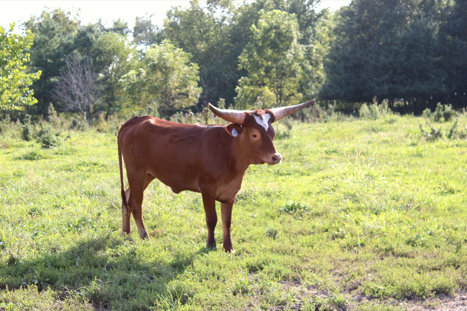 Side profile of Loaded Mag, red Texas Longhorn heifer at Fun-EE Farm
