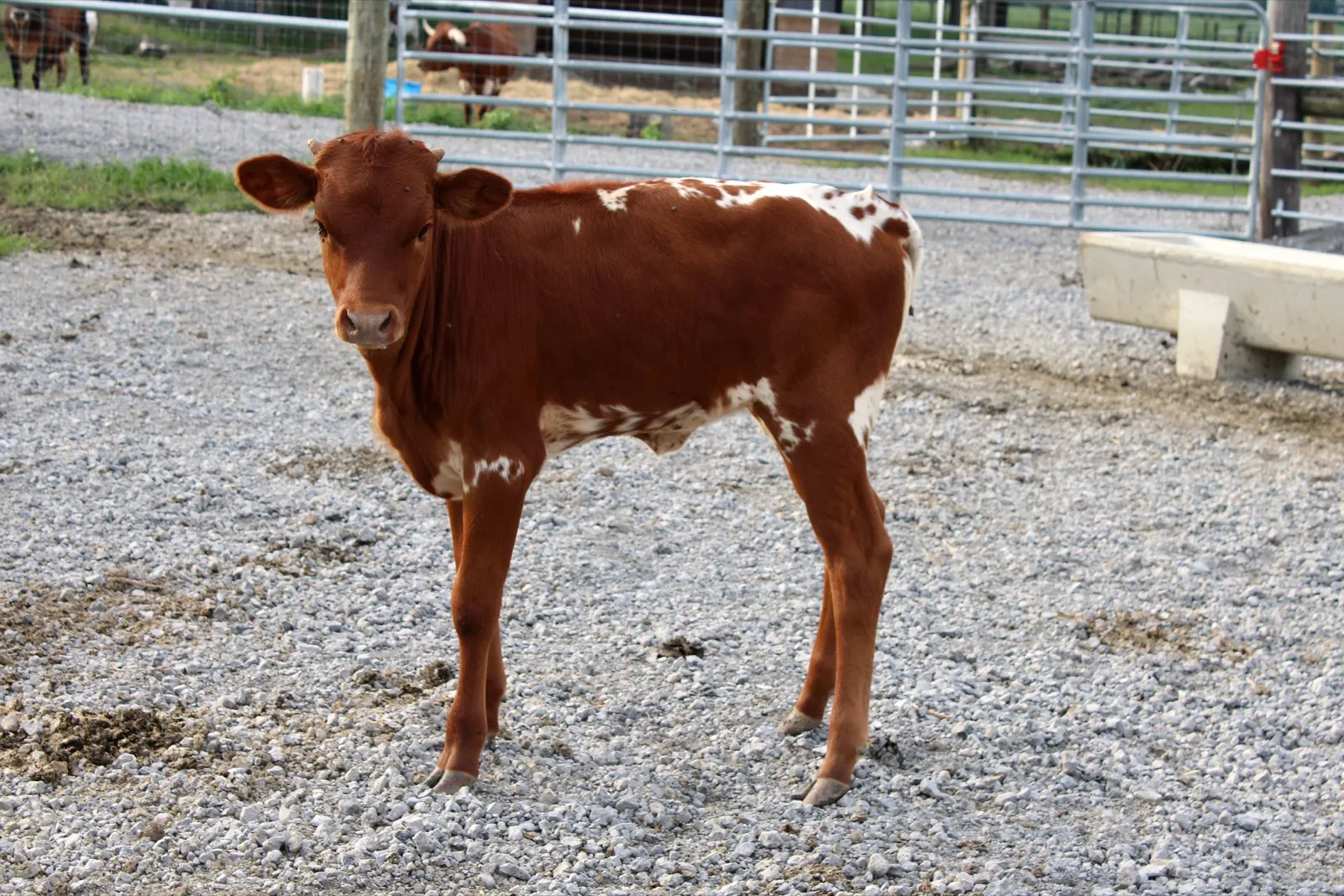 Lucy's 2026 heifer calf, side view showing her white top and bottom line