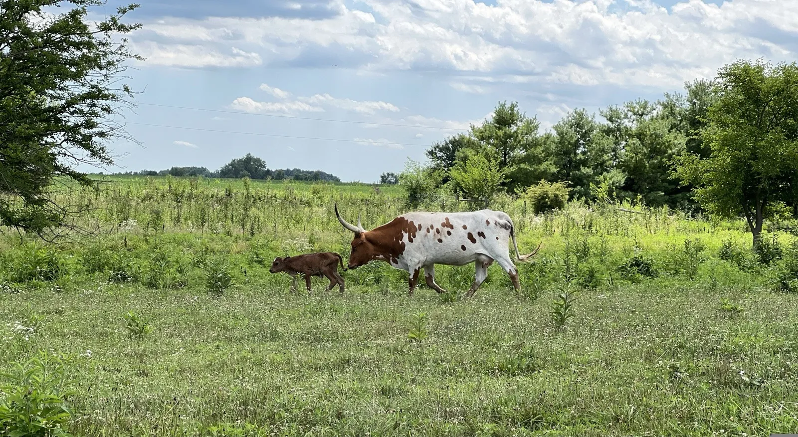 OHL Dot Two grazing in the pasture at Fun-EE Farm