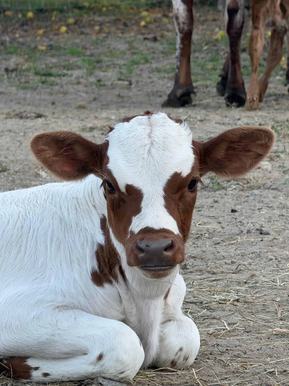 Close-up of Chief, a white Texas Longhorn bull calf with red ears and red around his eyes, lying in the lot at Fun-EE Farm