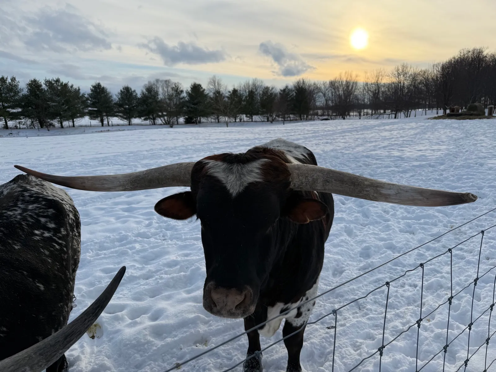 LK Rodeo Tuff Chex grazing in the pasture at Fun-EE Farm