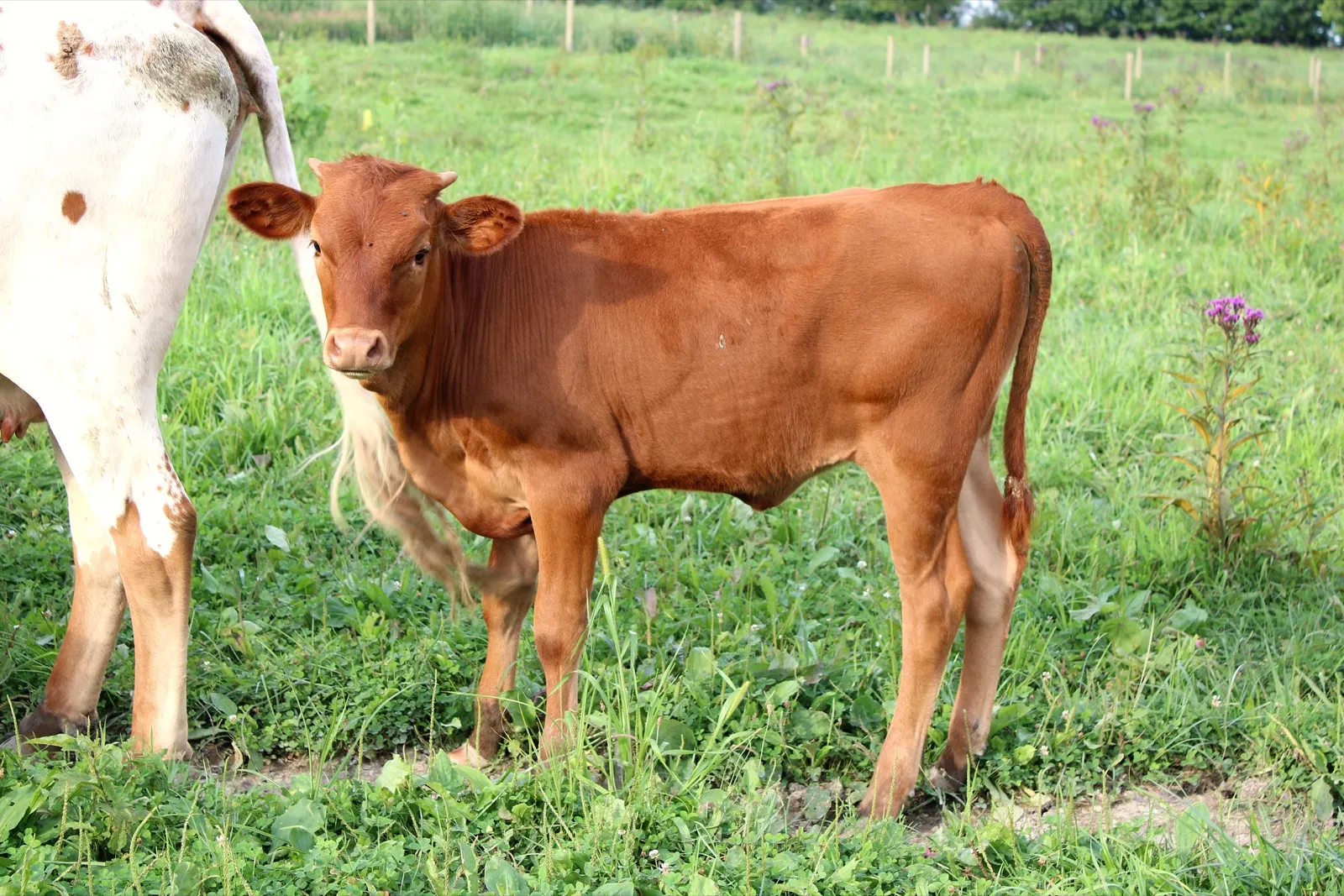 Leggs standing beside her dam OHL Leah's Chex