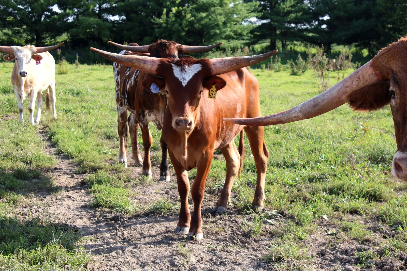 Loaded Mag facing the camera with the Fun-EE Farm herd behind her