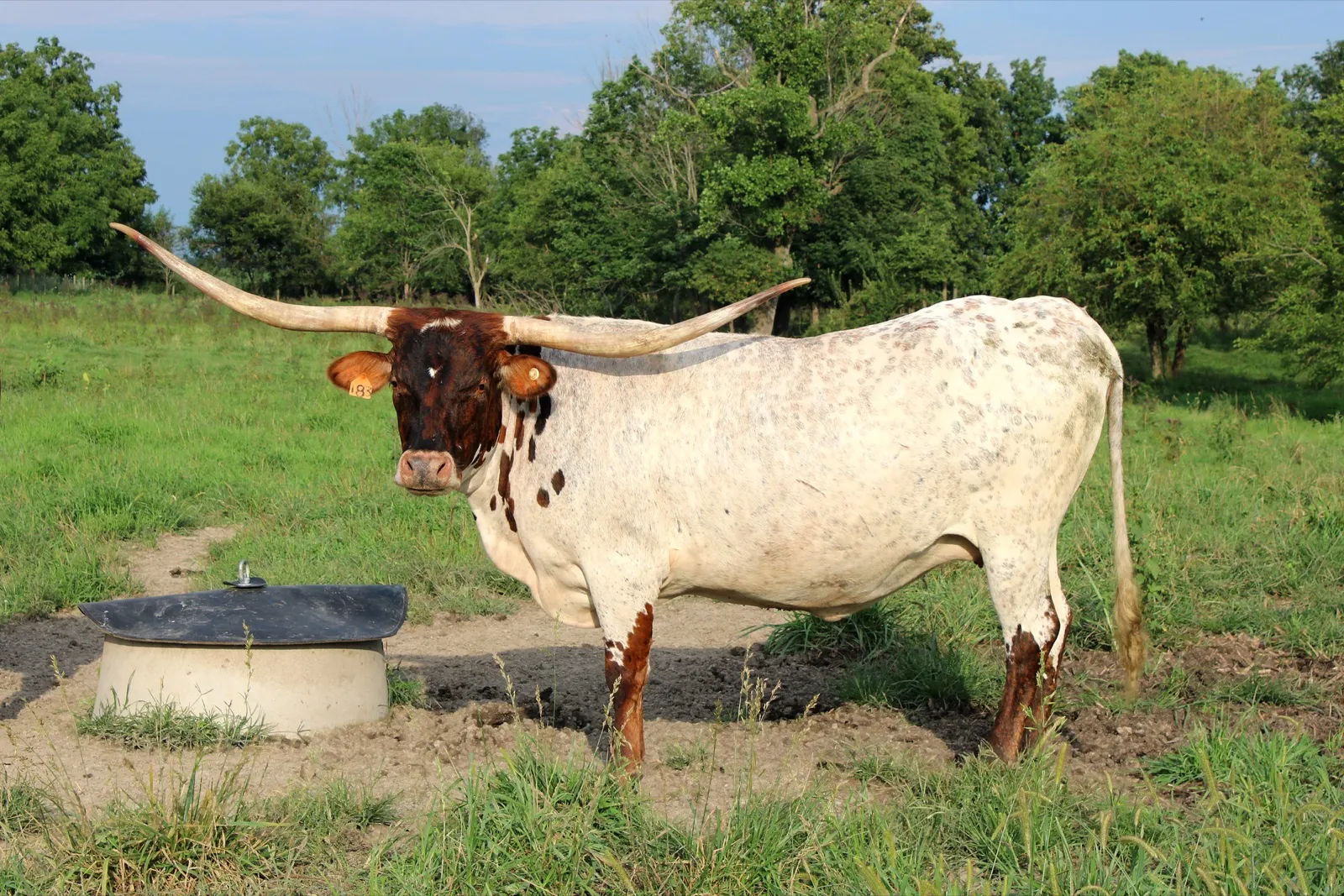 FUF Libby's Chex in summer 2026, showing her horn growth