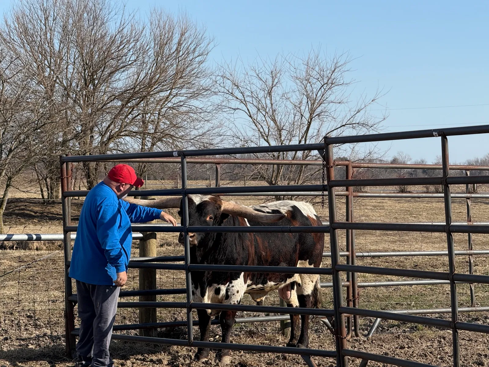 LK Rodeo Tuff Chex, brindle-and-white Texas Longhorn herd sire