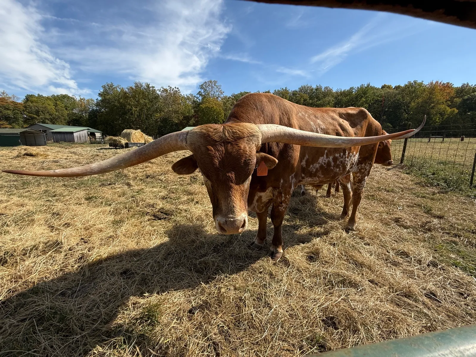 Jest Hangin' Tuff showing his tip-to-tip horn span