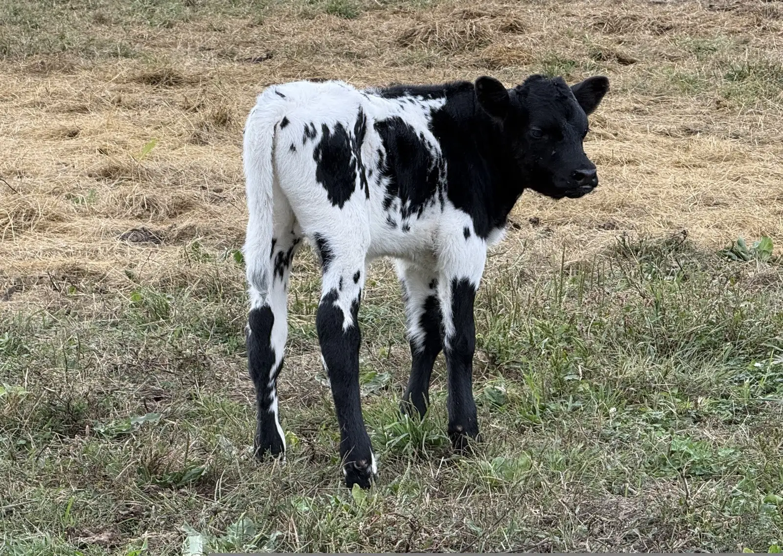 Calves We've Raised at Fun-EE Farm Longhorns