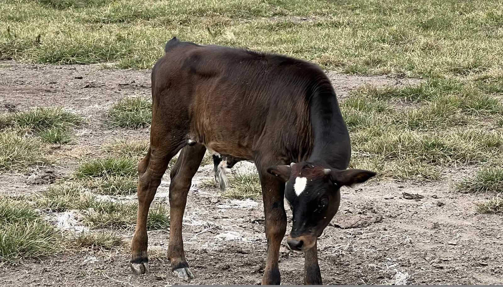 Calves We've Raised at Fun-EE Farm Longhorns