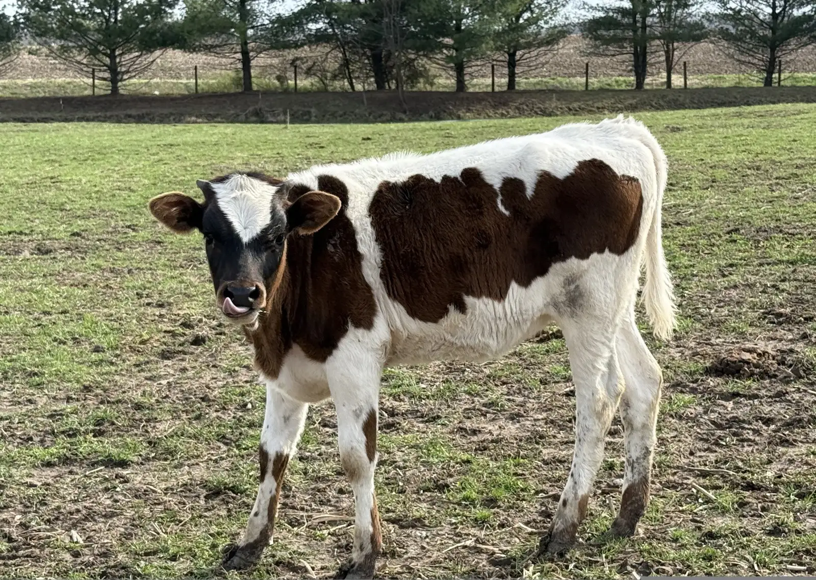 Calves We've Raised at Fun-EE Farm Longhorns