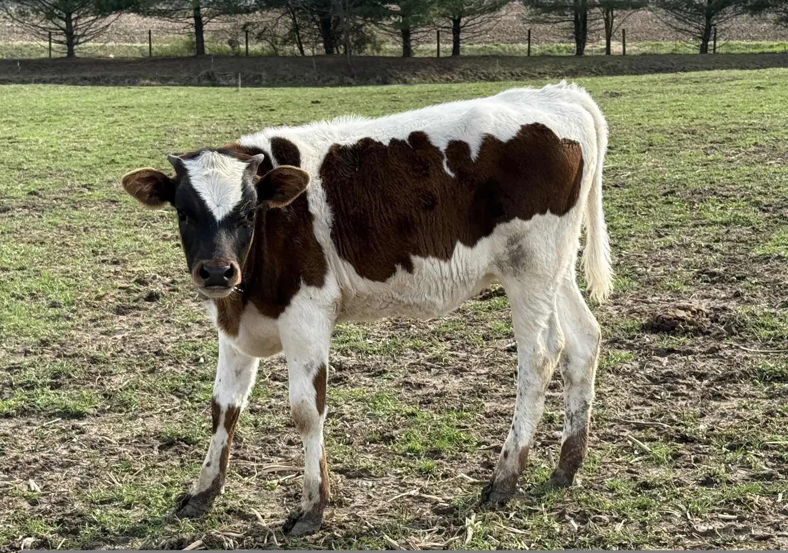 Calves We've Raised at Fun-EE Farm Longhorns