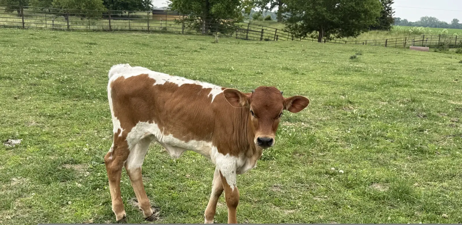 Calves We've Raised at Fun-EE Farm Longhorns