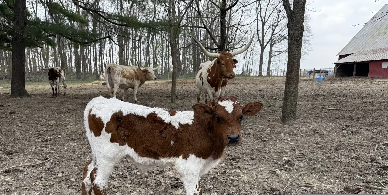 Calves We've Raised at Fun-EE Farm Longhorns