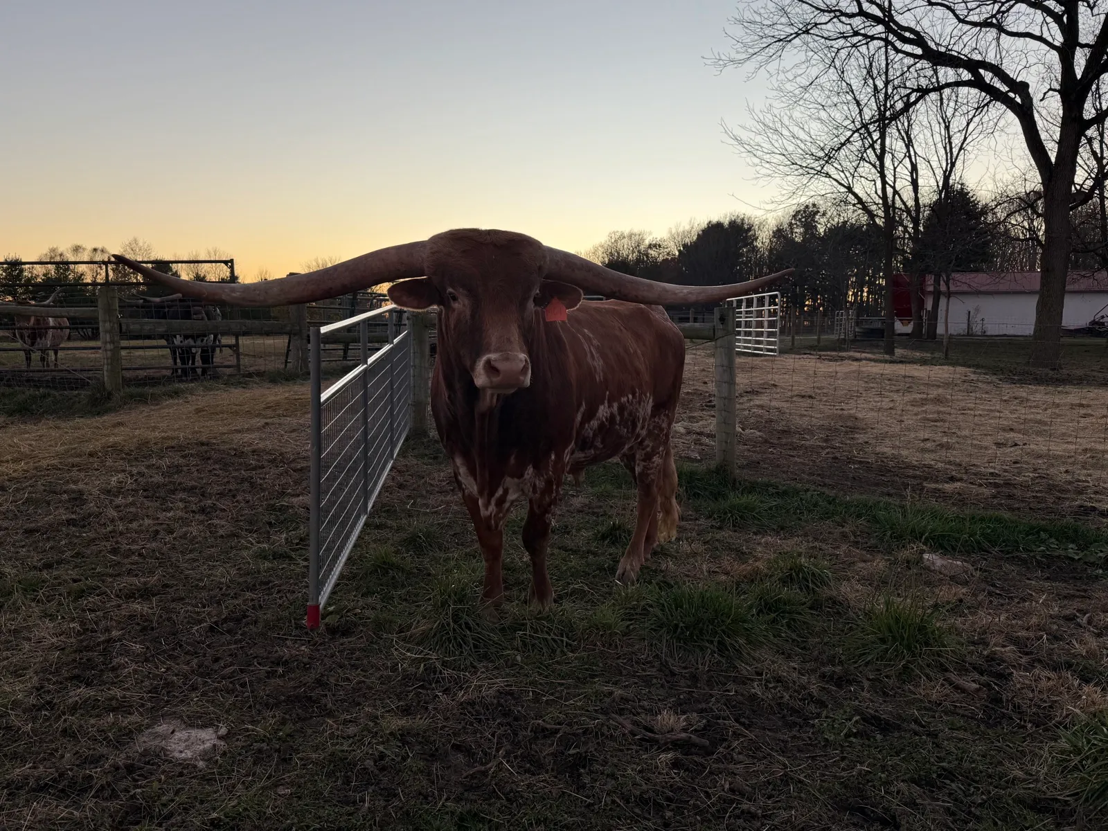 Jest Hangin' Tuff, brindle Texas Longhorn herd sire