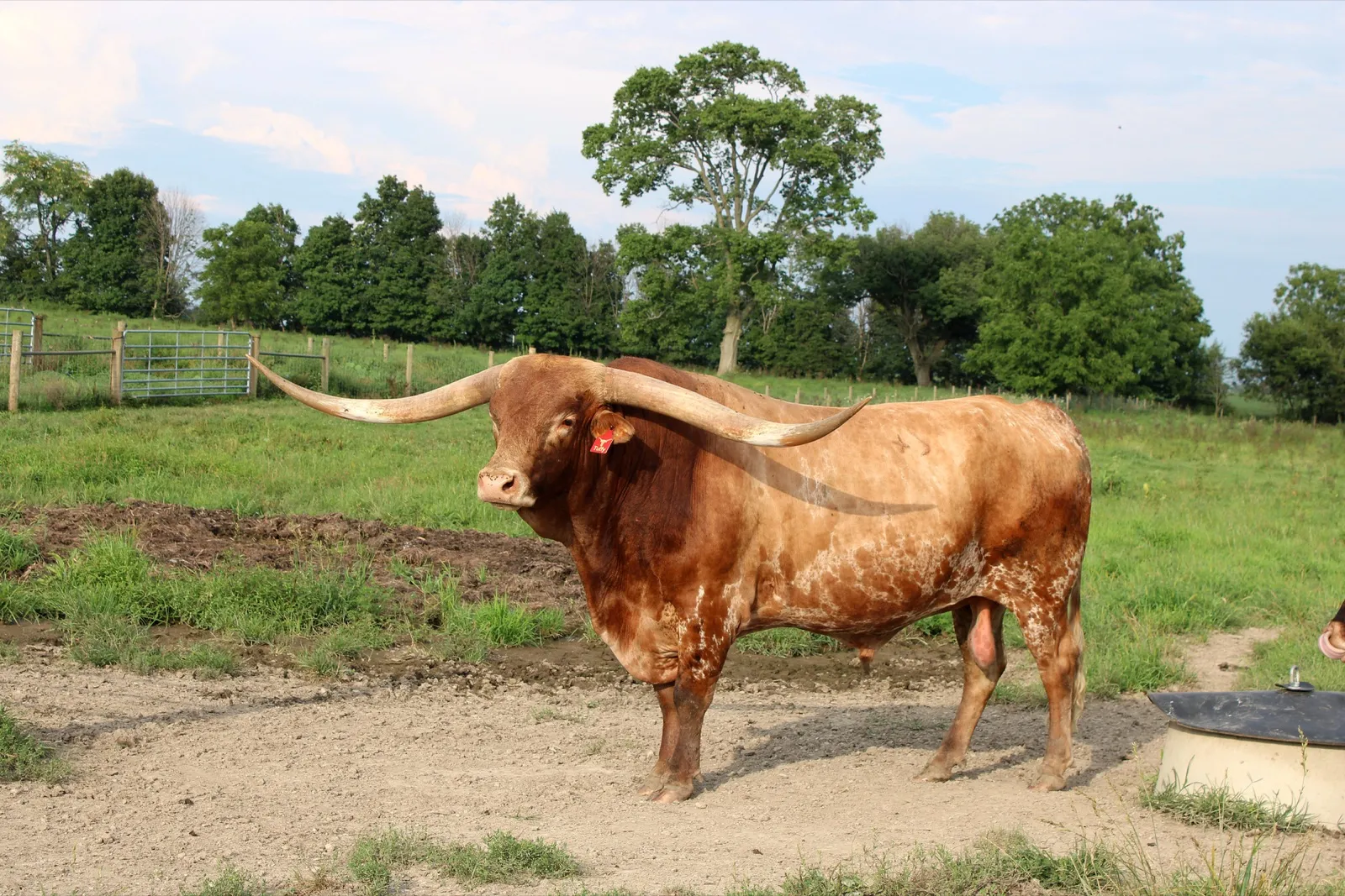 Jest Hangin' Tuff in summer 2026, showing his horn span and roan patterning