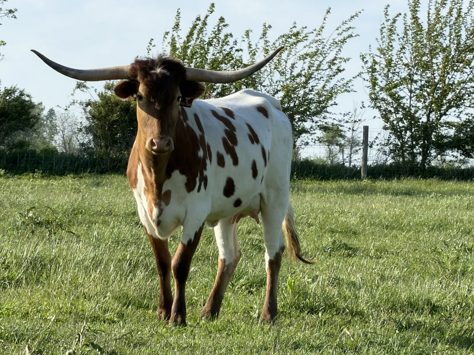 AA Wow's My Girl, a red-and-white Texas Longhorn cow at Fun-EE Farm